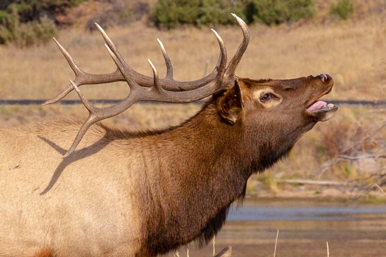 Great Outdoors - Permit #3428 Estes Park Exterior foto